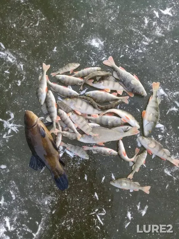 Perch, Pike — Malaya Kokshaga, Nov 24, 2019
