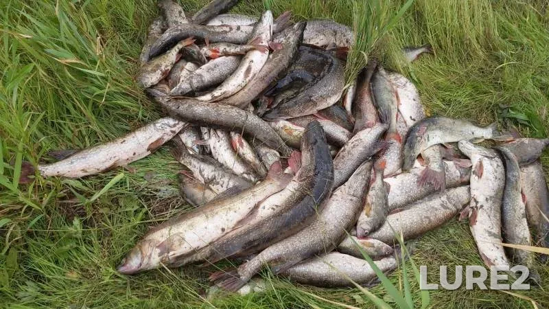 Pike, Zander — Irtysh, Aug 03, 2019