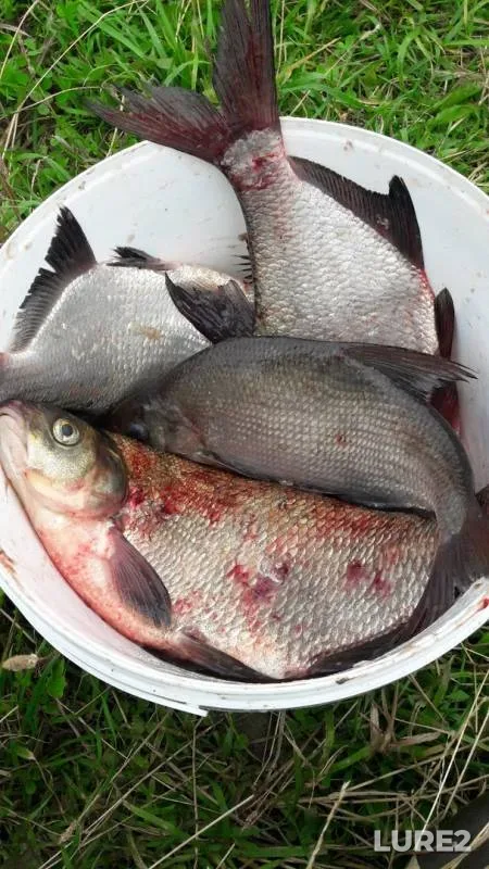 Bream — Volkhov, Aug 05, 2019