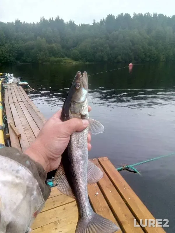 Zander — Volgo-Baltiyskiy kanal, Aug 07, 2019