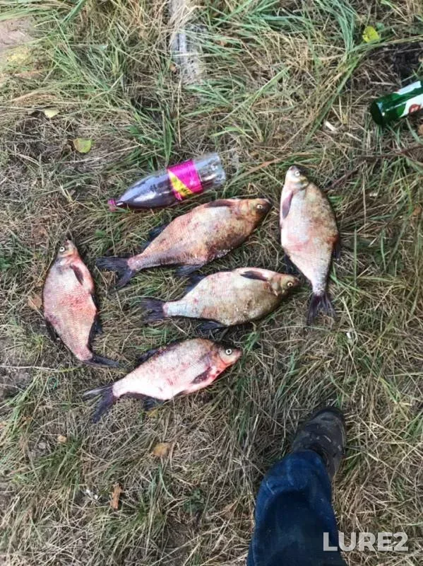 Bream — Sukhodolskoye, Aug 10, 2019