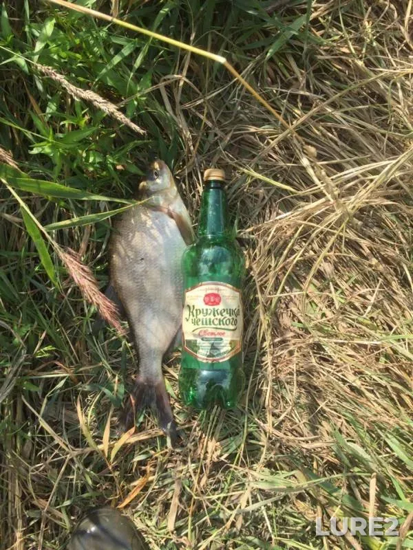 Bream — Lakhtinskiy Razliv, Aug 10, 2019