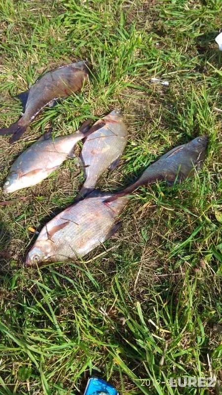 Bream — Dudergofskiy kanal, Aug 11, 2019