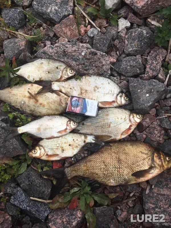 Bream, White bream — Leningradskaya oblast, Aug 13, 2019
