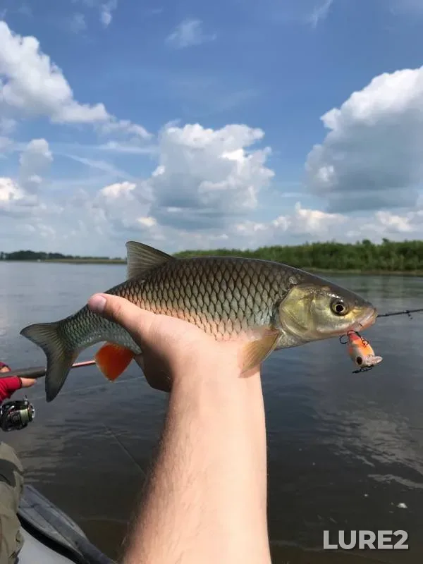 Chub — Belaya, Aug 16, 2019