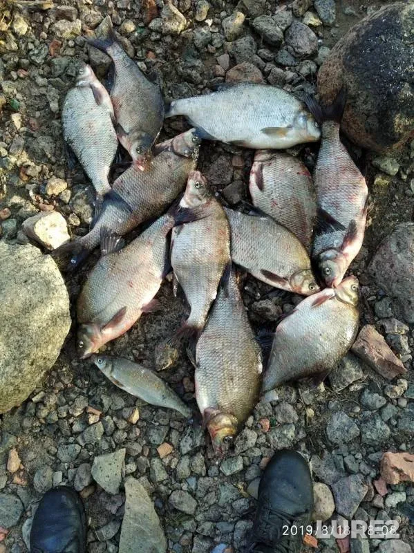 Bream — Morskoy kanal, Aug 18, 2019