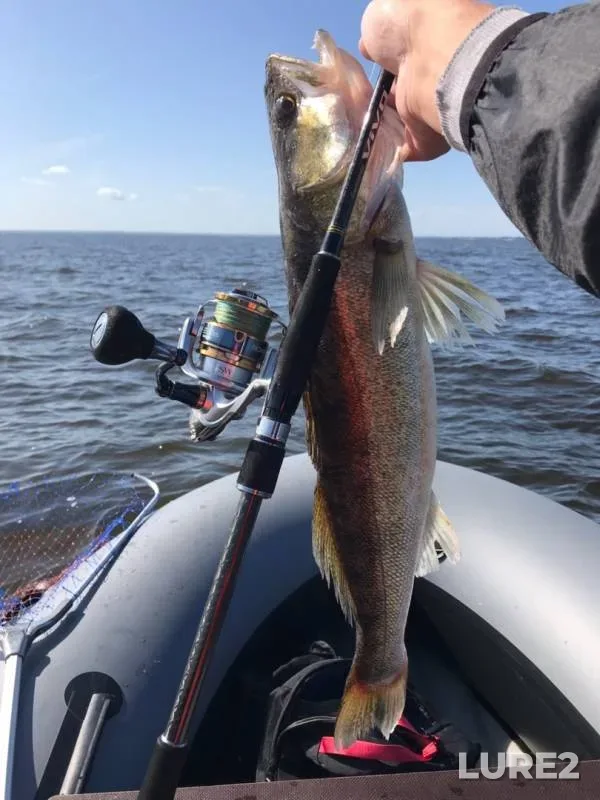 Zander — Leningradskaya oblast, Aug 20, 2019