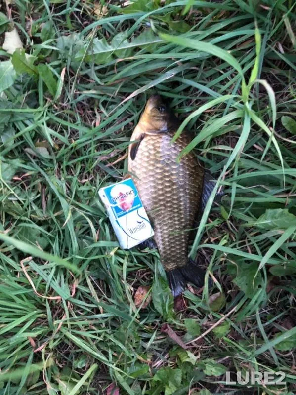 Crucian carp — Markovka, Aug 26, 2019
