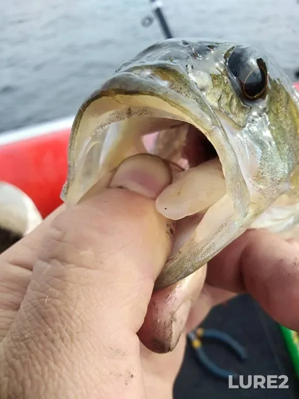 Perch — Volgo-Baltiyskiy kanal, Sep 04, 2019
