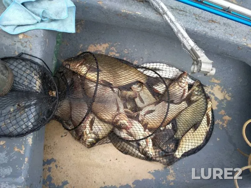 Bream — Losevskiy porog, Aug 31, 2019