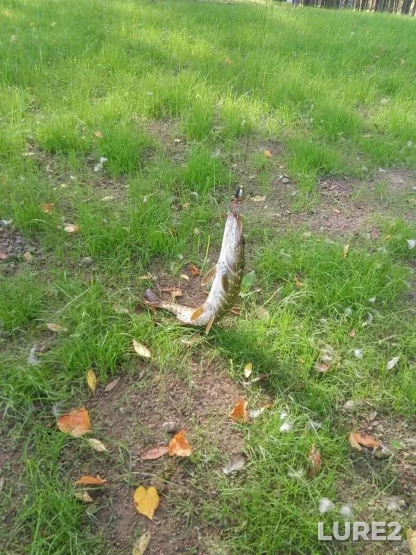 Pike — Izhora, Sep 05, 2019
