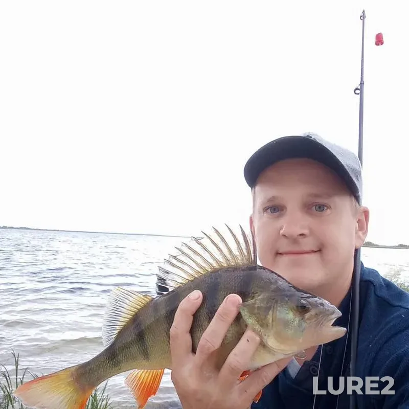 Perch — Sysllor, Jul 24, 2019