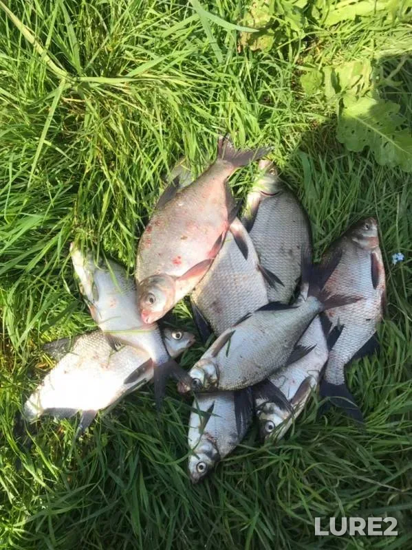 Bream — Volkhov, Sep 05, 2019