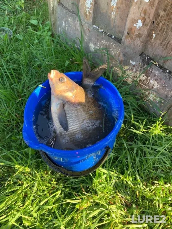 Bream — Olonka, Sep 10, 2019