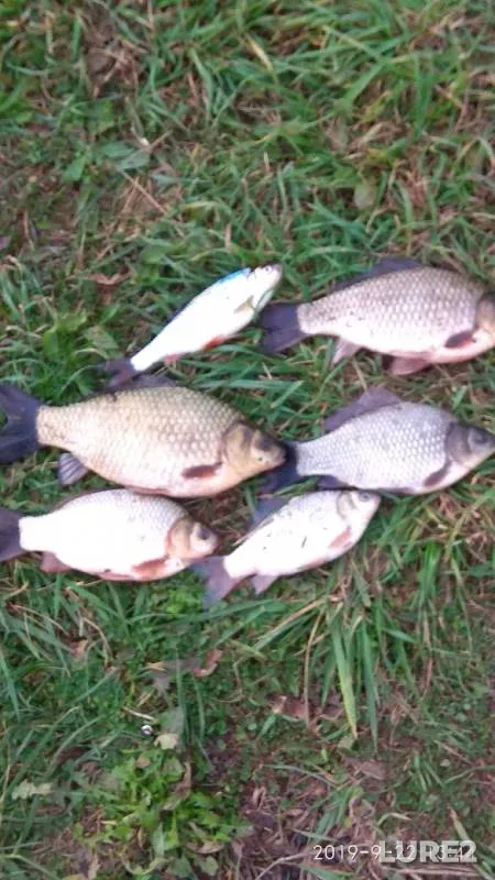 Crucian carp — Dudergofskiy kanal, Sep 22, 2019