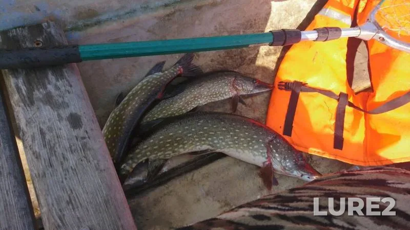 Pike — Sukhodolskoye, Sep 23, 2019
