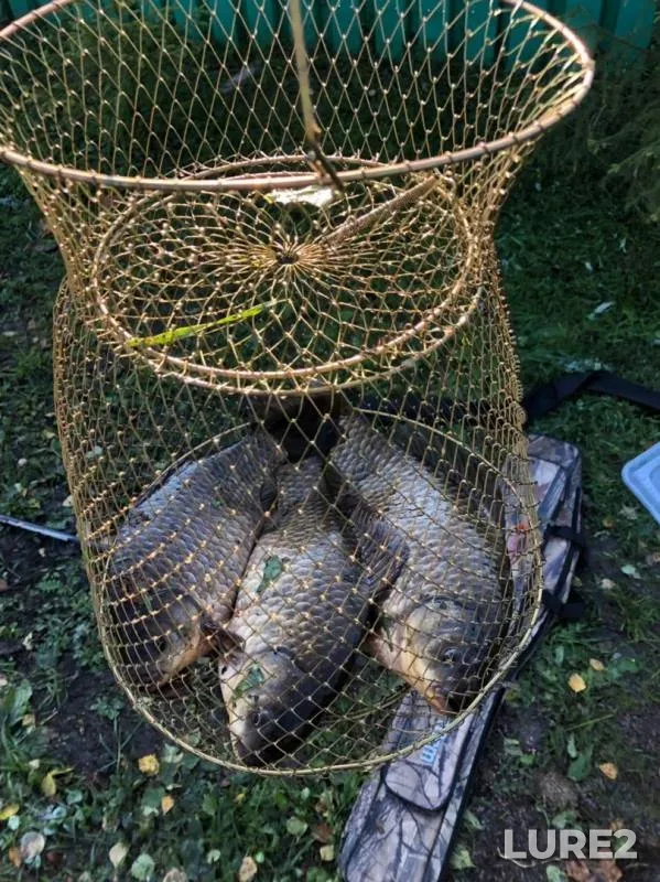 Crucian carp — Leningradskaya oblast, Tosnenskiy rayon, Sep 25, 2019