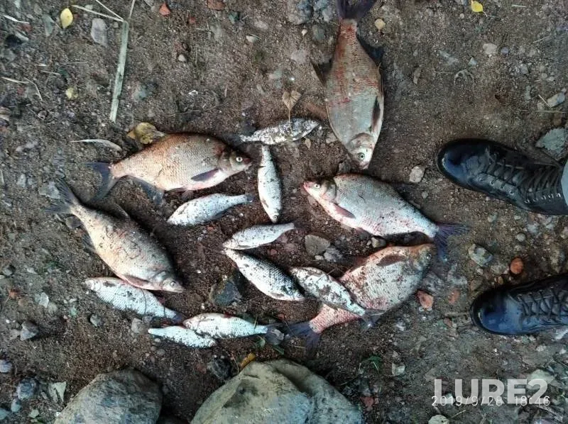 Bream, Roach — Morskoy kanal, Sep 28, 2019