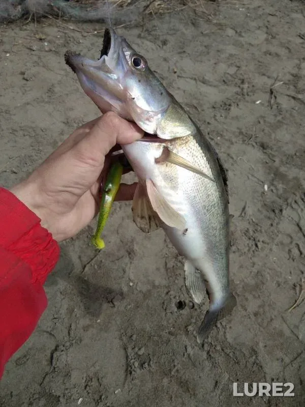 Zander — Barnaulka, May 02, 2018