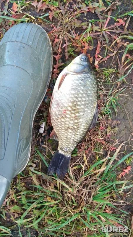 Crucian carp — Matisov kanal, Oct 13, 2019