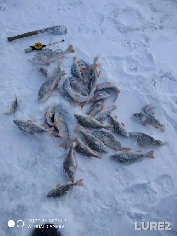 Perch — Pyshma, Nov 20, 2019