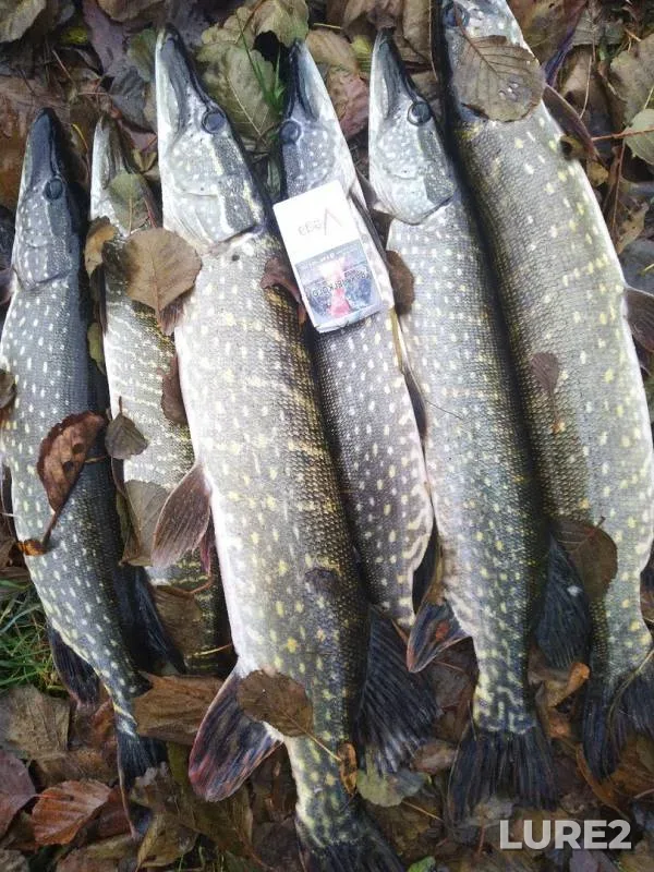 Pike — Leningradskaya oblast, Vyborgskiy rayon, Oct 21, 2019