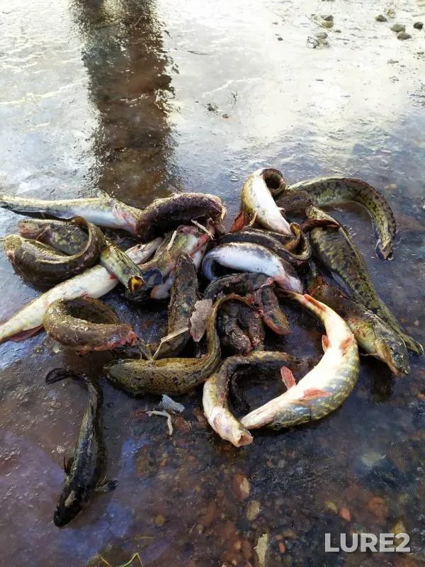 Burbot, Pike — Leningradskaya oblast, Vsevolozhskiy rayon, Nov 07, 2019
