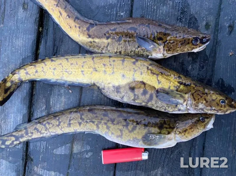 Burbot — Novoladozhskiy kanal, Nov 29, 2019