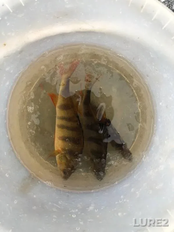 Perch — Bolshoye, Nov 27, 2019