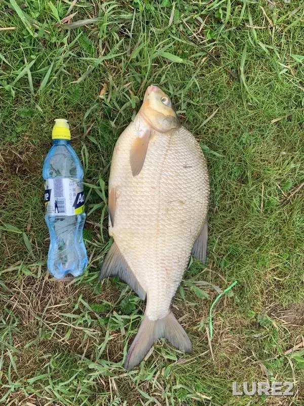 Bream — protoka Podrezova, Jun 09, 2019