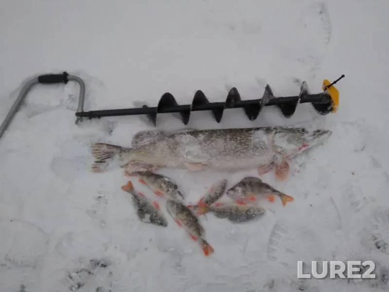 Perch, Pike — Pyshma, Nov 23, 2019