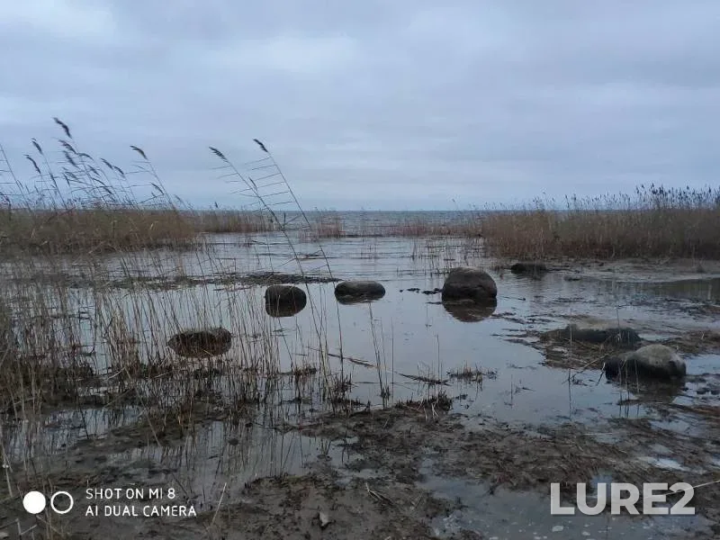 Burbot — Leningradskaya oblast, Vsevolozhskiy rayon, Nov 20, 2019