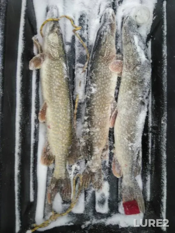 Pike — Tavda, Nov 23, 2019