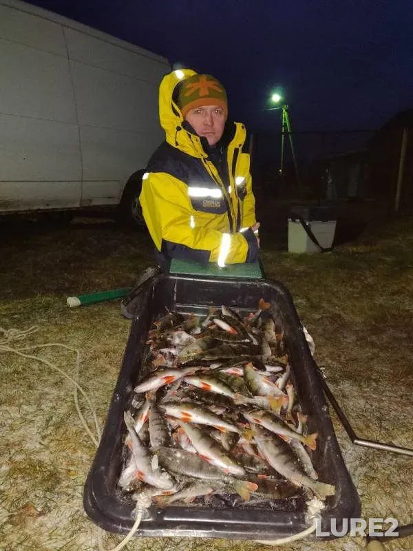 Perch — Novoladozhskiy kanal, Nov 26, 2019