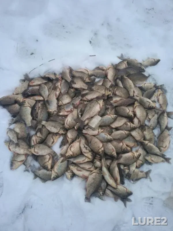 Crucian carp — Golodikha, Nov 28, 2019