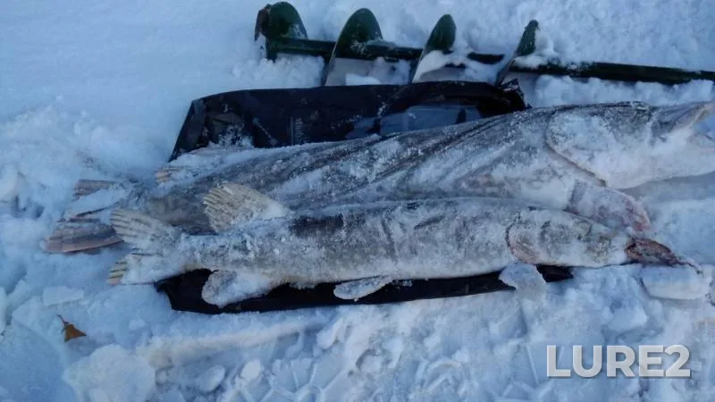 Pike — Pesyanoye, Nov 29, 2019