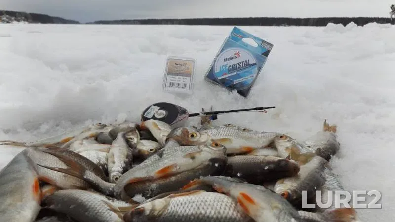 Roach — Pavlovskoye, Jan 21, 2016