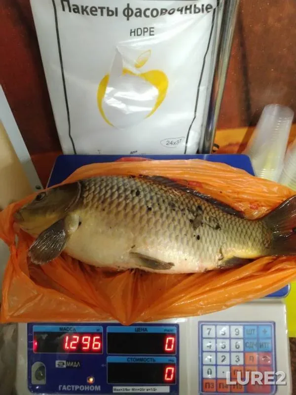 Carp — Voronezhskoye, Aug 04, 2019