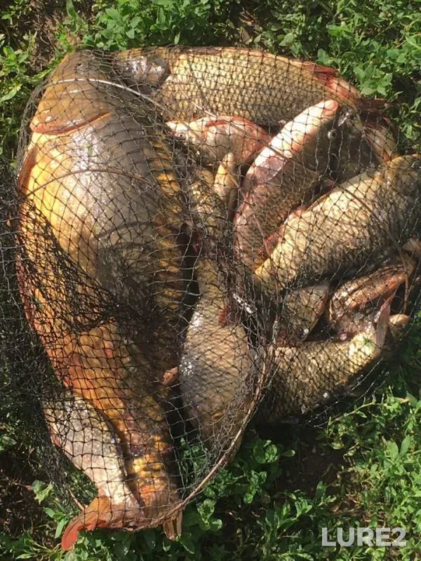 Carp — Belgorodskaya oblast, Aug 04, 2019