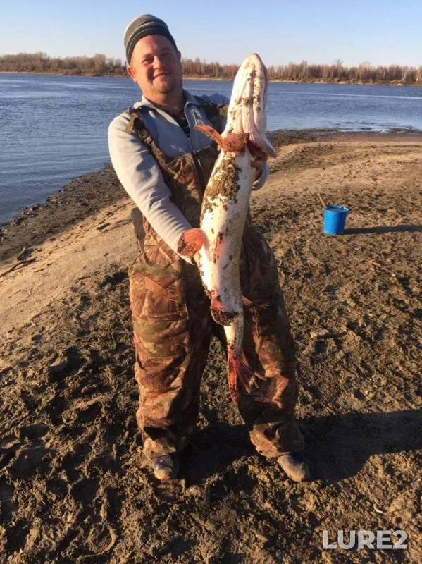 Burbot, Pike — Ob, Oct 16, 2017