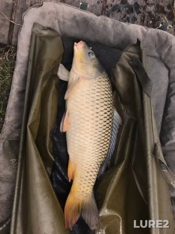 Carp — Dalniy Rag, Aug 03, 2019
