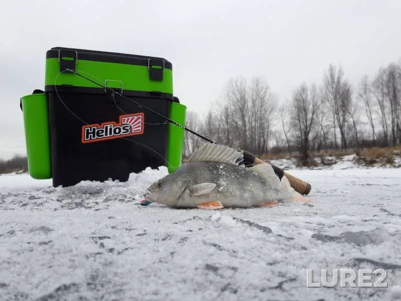 Perch, Pike — Mazutka (Gryaznukha), Nov 15, 2017