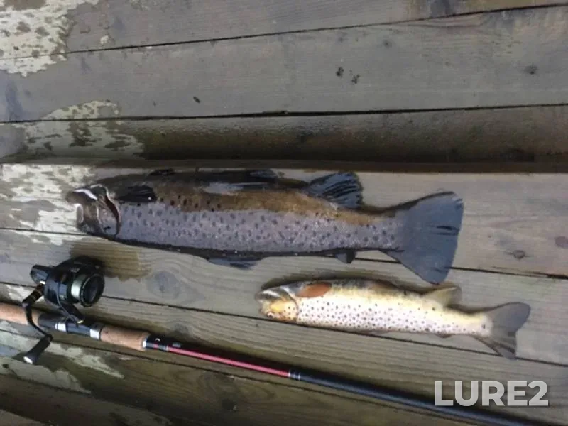 Rainbow trout — Uslanka, Oct 27, 2019