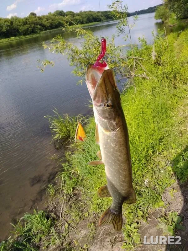 Pike — Don, Jul 29, 2019