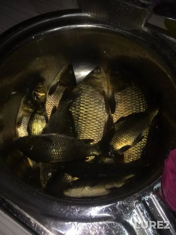 Carp — Voronezhskaya oblast, Aug 11, 2019