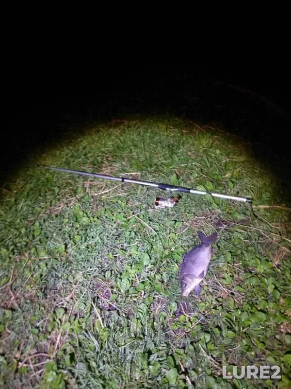 Carp — Tamlyk, Aug 11, 2019