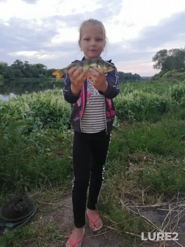 Perch — Don, Aug 11, 2019
