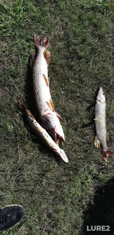 Pike, Zander — Voronezhskaya oblast, Aug 12, 2019