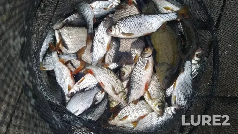 Bream, Roach — Voronezh, Aug 18, 2019