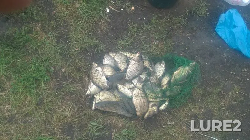 Carp, Crucian carp — Veduga, Aug 19, 2019